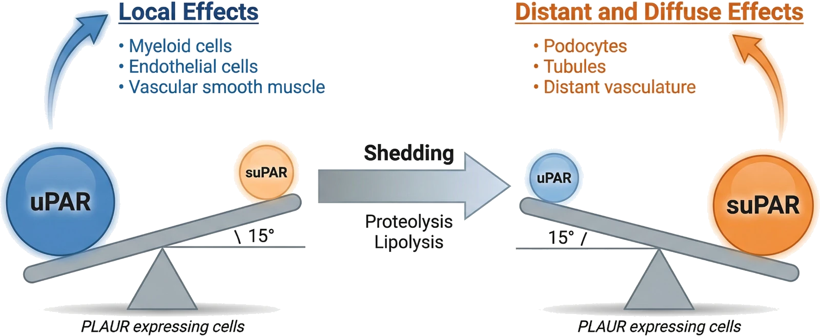 A balance-scale diagram. On the left, membrane-bound urokinase plasminogen activator receptor outweighs soluble suPAR on cells expressing the PLAUR gene, and the effects are local: myeloid cells, endothelial cells and vascular smooth muscle. An arrow labelled shedding, by proteolysis and lipolysis, leads to the right, where the balance has tipped the other way: soluble suPAR now outweighs the membrane receptor, and the effects are distant and diffuse, reaching podocytes, kidney tubules and vasculature elsewhere in the body.